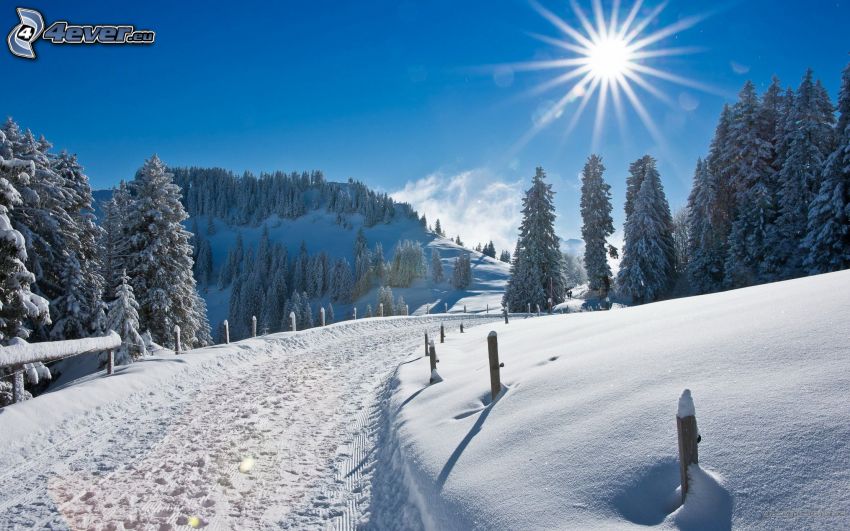 snowy landscape, sun, coniferous trees