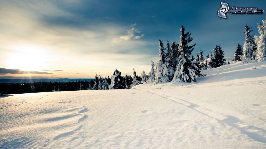 snowy landscape, trees, winter sunset