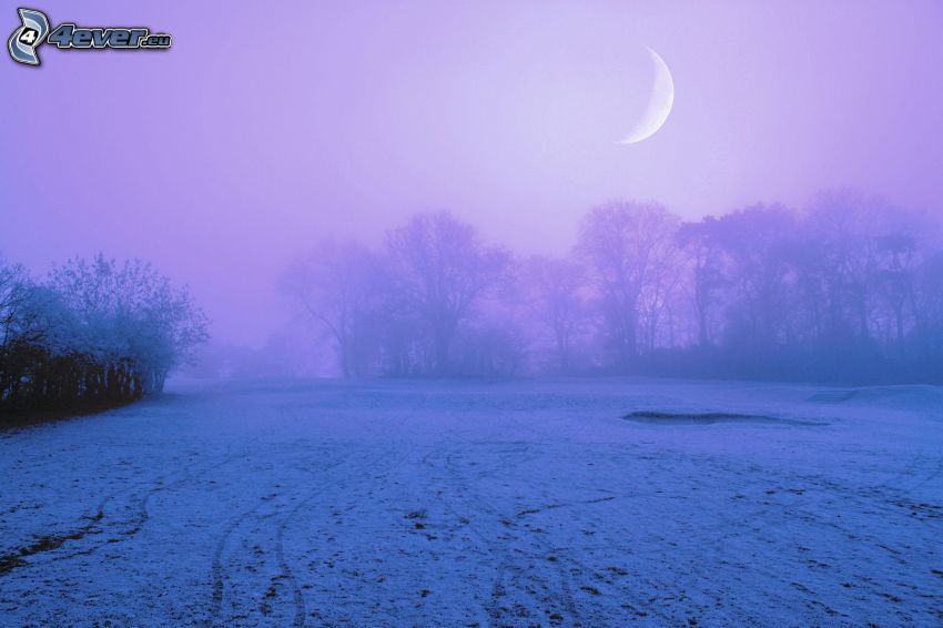 snowy meadow, fog, trees, moon