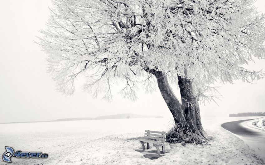 snowy tree, bench