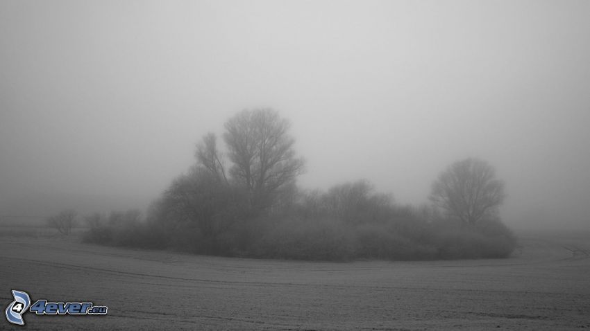snowy trees, field, fog