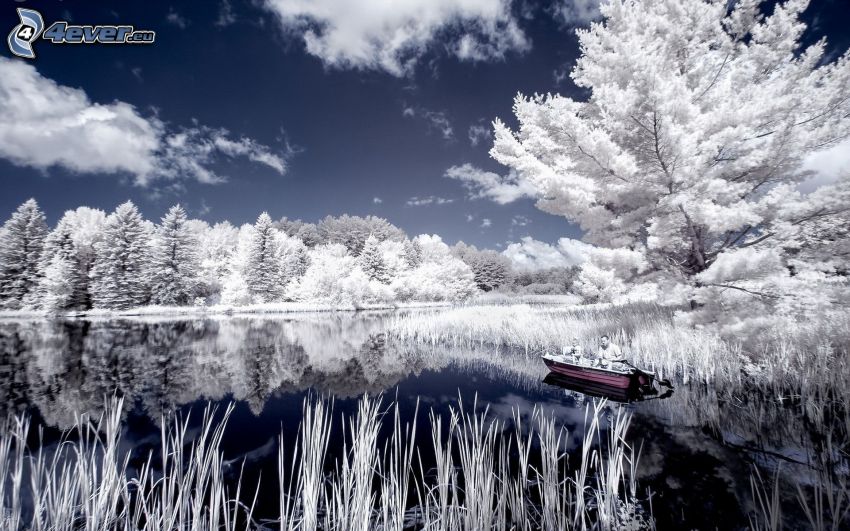 snowy trees, lake, clouds