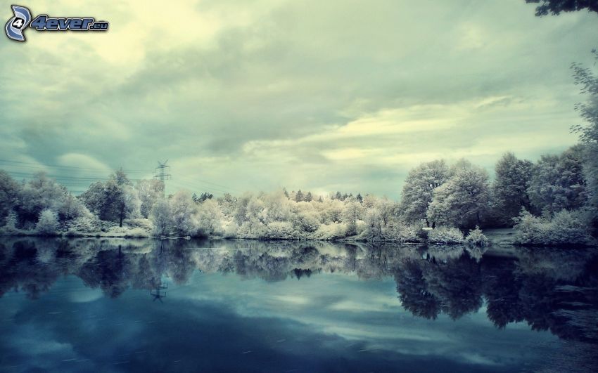 snowy trees, lake, reflection