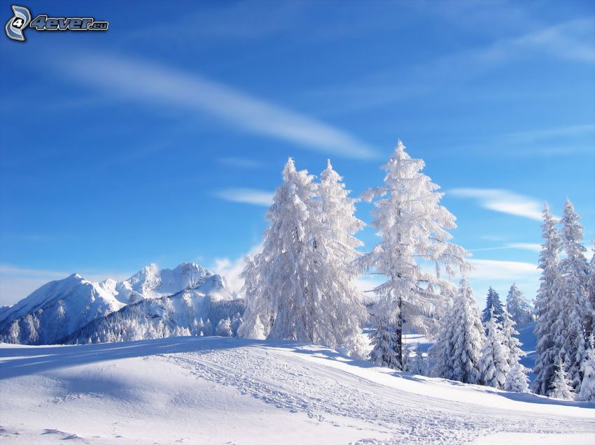 snowy trees, snow, mountains