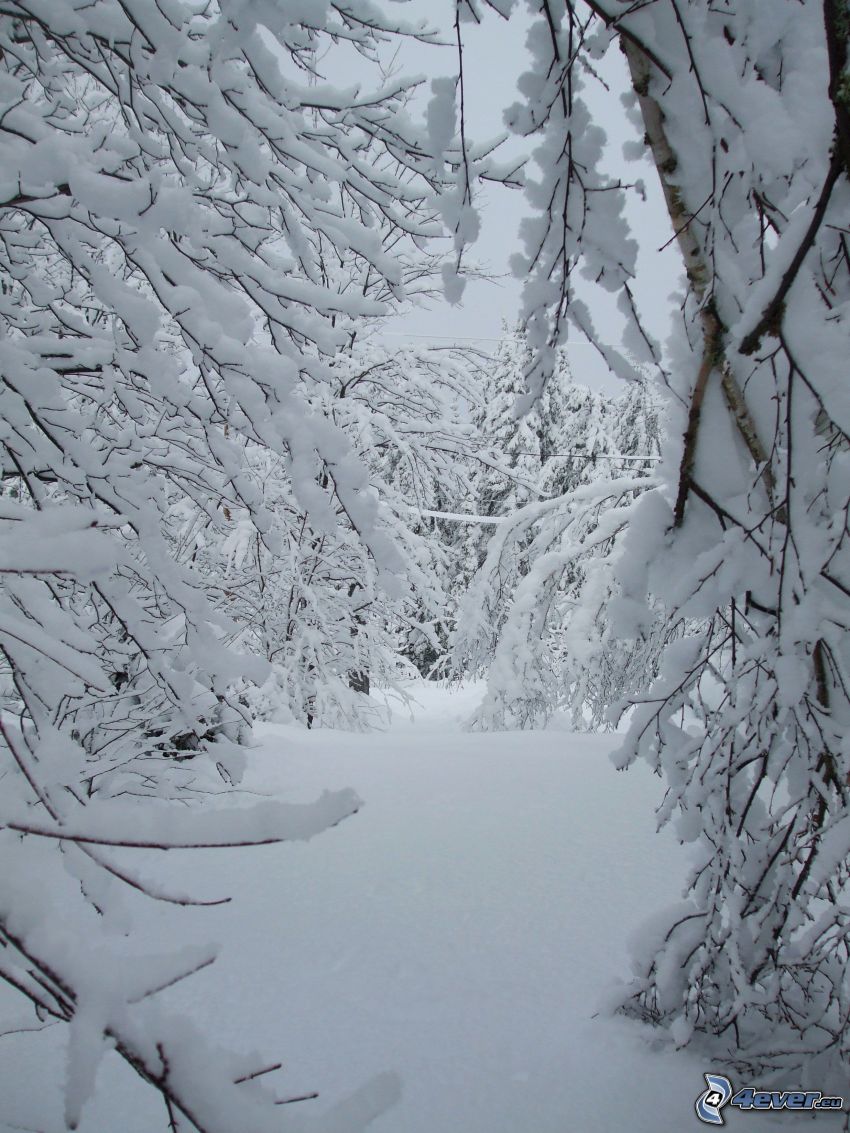 snowy trees, snow