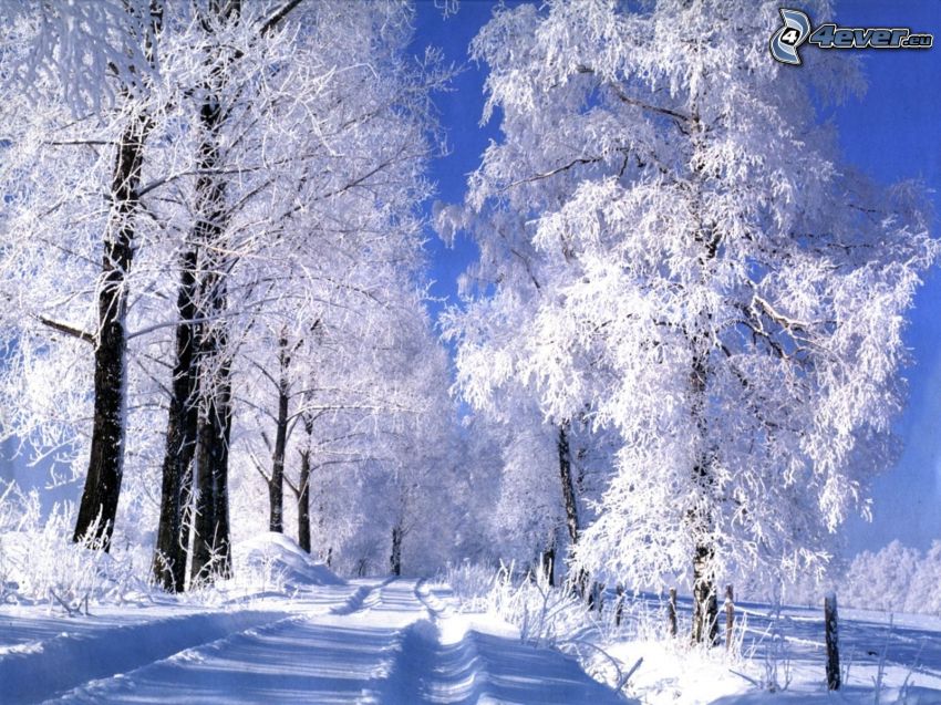 snowy trees, snow-covered road