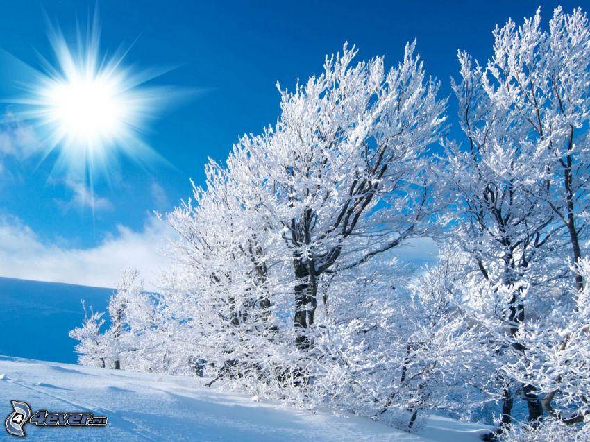 snowy trees, sun