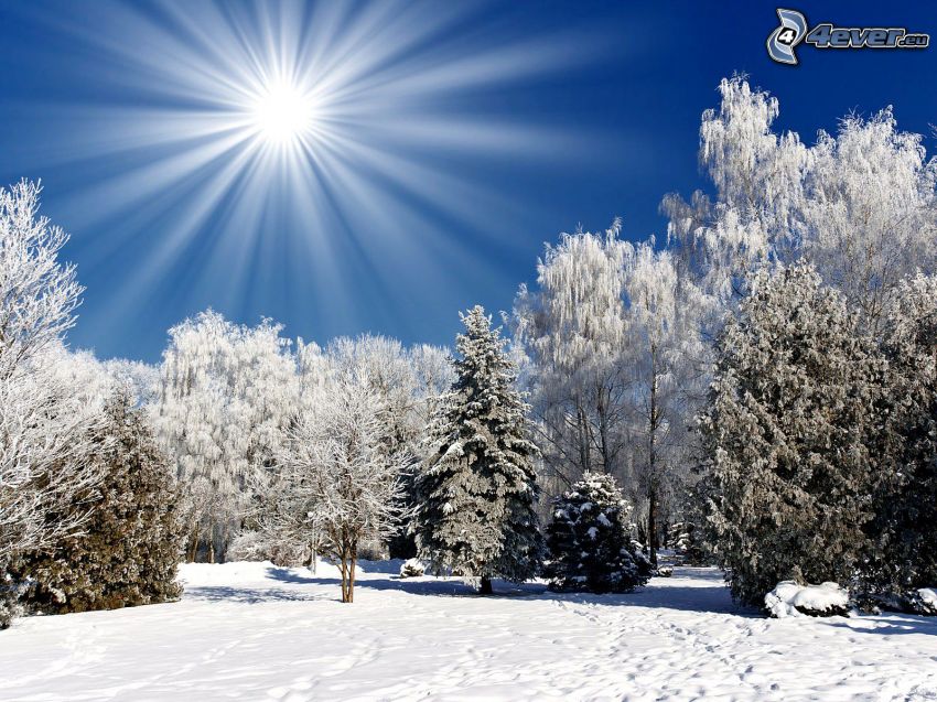 snowy trees, sun