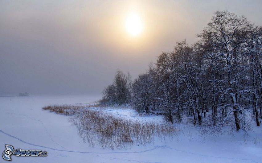 snowy trees, weak sun, field, snow