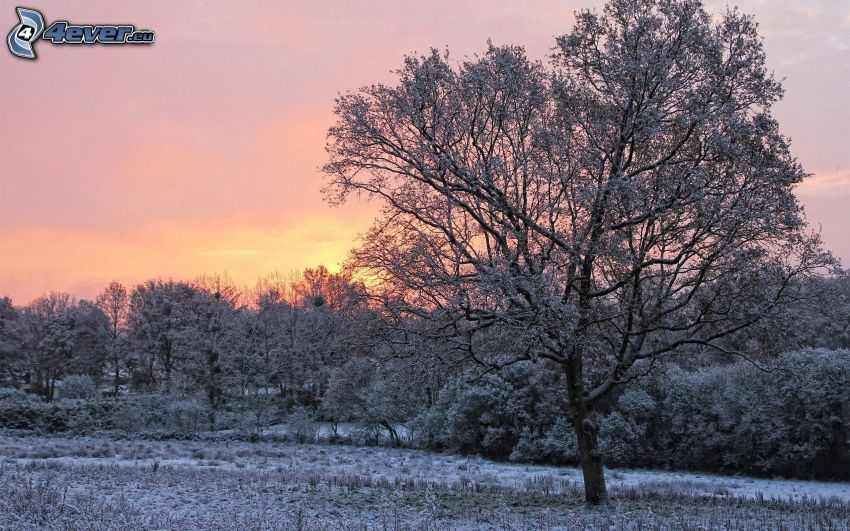 snowy trees, winter sunset, frozen landscape
