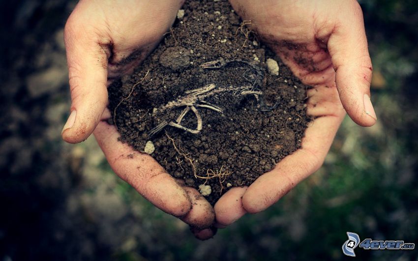 soil, hands
