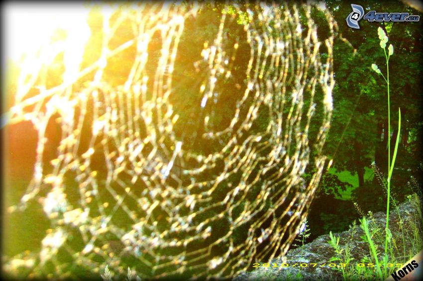 spider web, forest, trees, sun