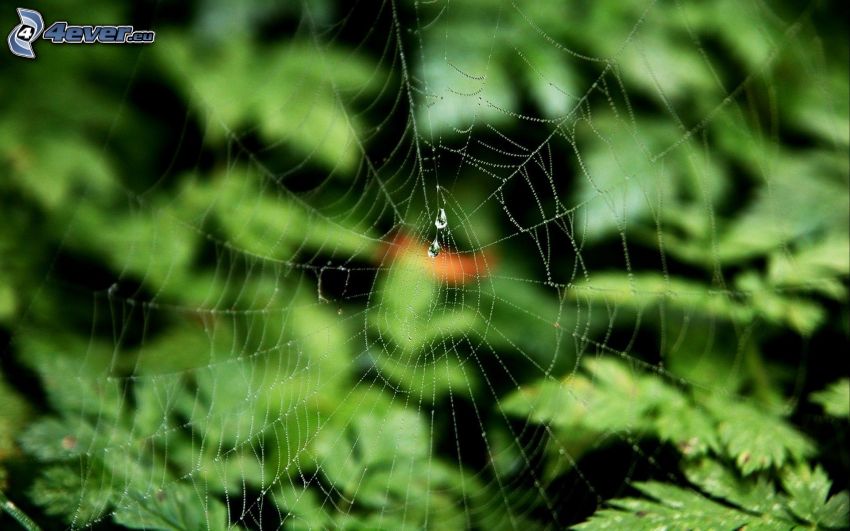 spider web, greenery