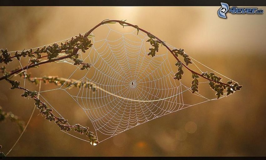 spider web, plant
