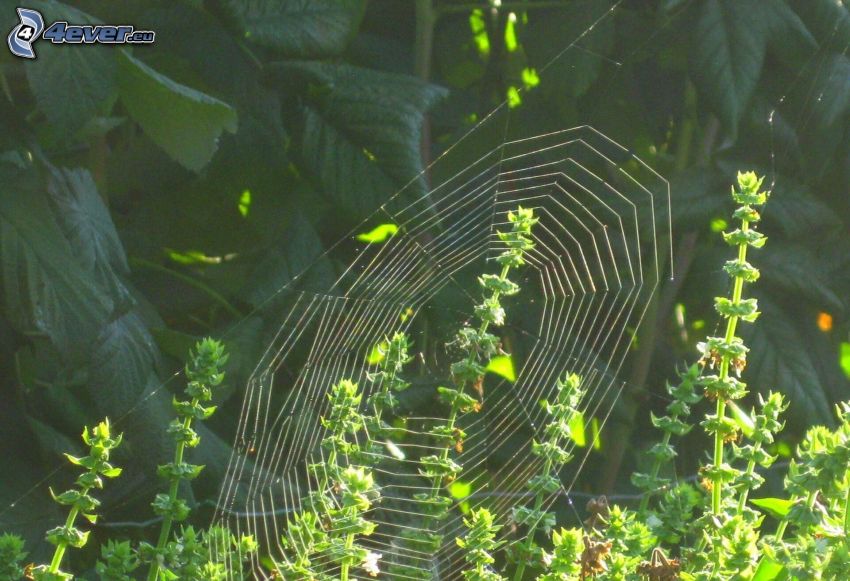 spider web, plants