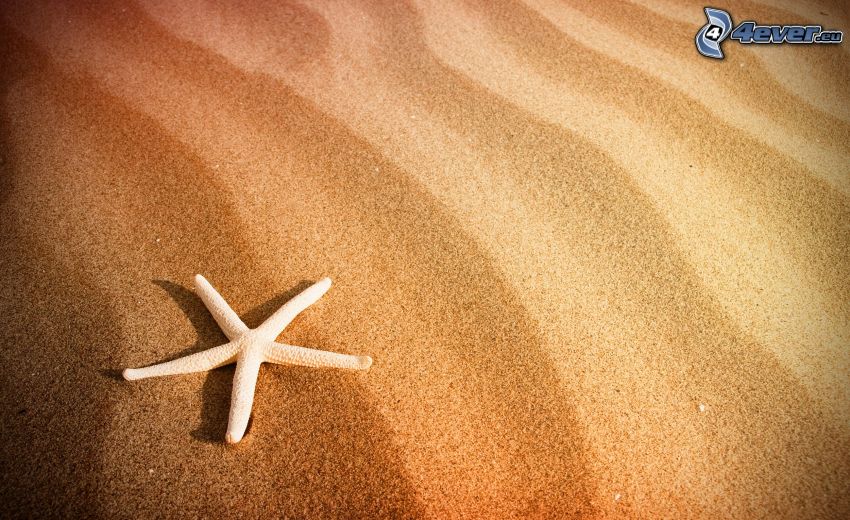 starfish, sand