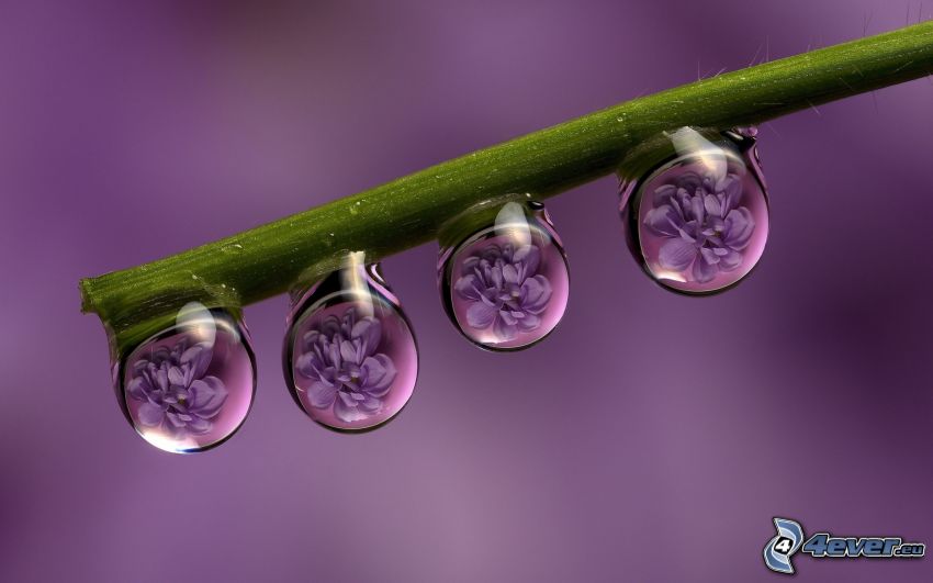 stem, drops, purple flowers, macro