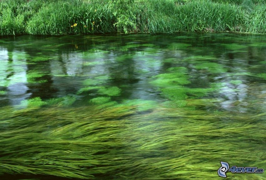 stream, algae