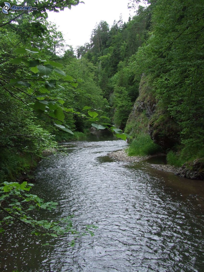 stream, forest