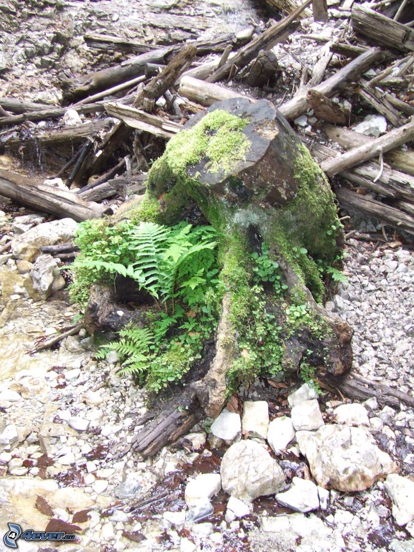stump, moss, wood