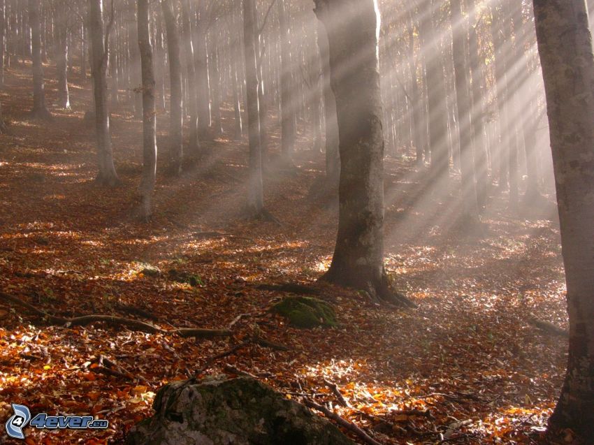 sunbeams in forest, autumn leaves