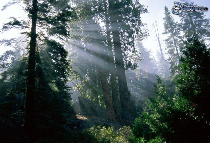 sunbeams in forest, coniferous forest