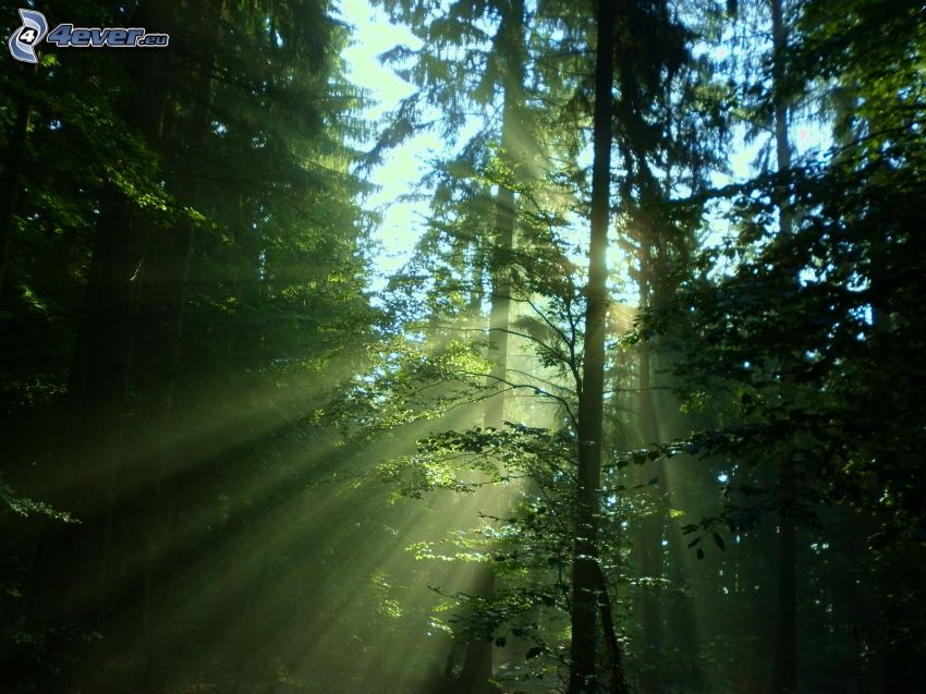 sunbeams in forest, coniferous forest