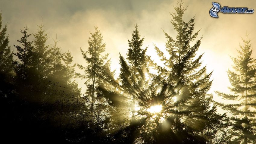 sunbeams in forest, coniferous trees