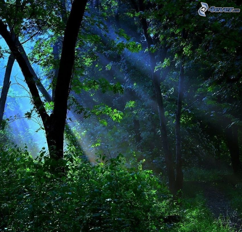 sunbeams in forest, deciduous trees