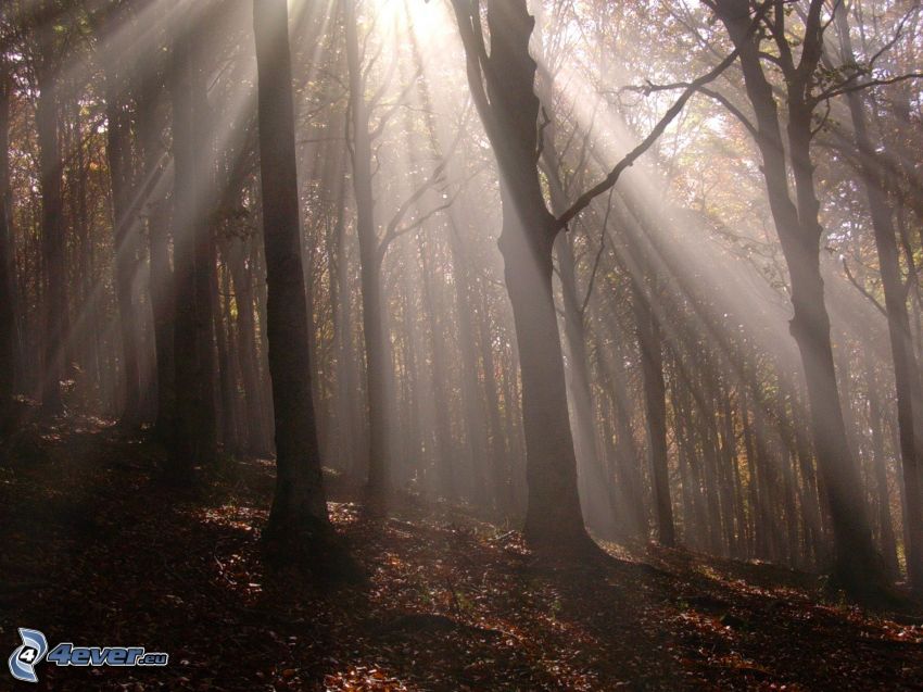 sunbeams in forest, dry leaves