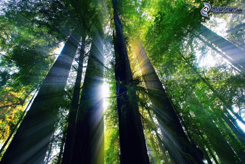 sunbeams in forest, green trees