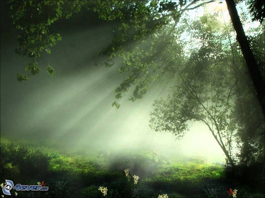 sunbeams in forest, trees