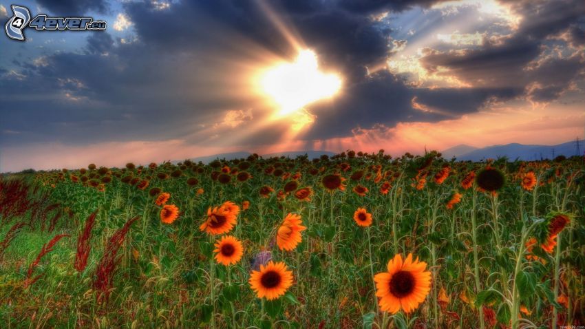 sunflowers, Sunset over the field, sunbeams behind clouds