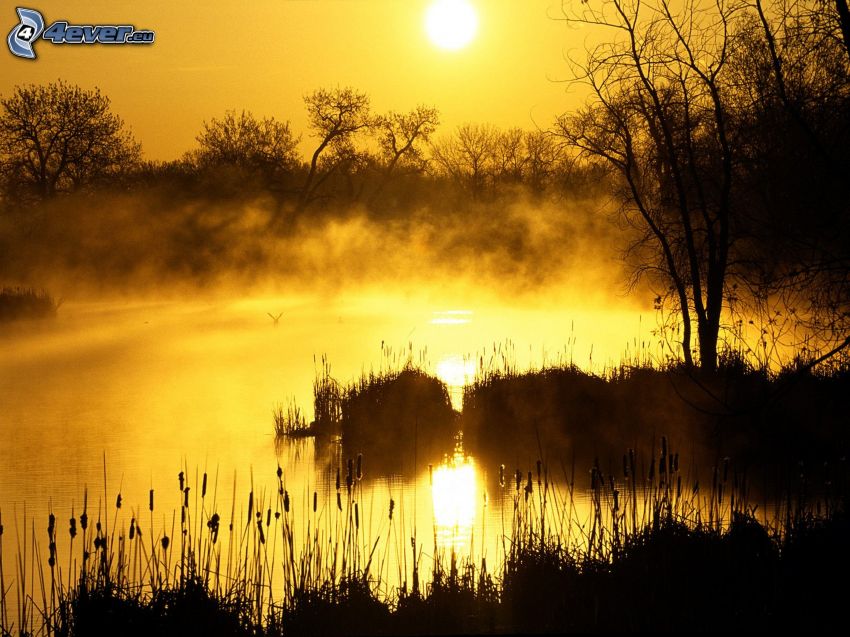 sunrise, lake, trees, steam