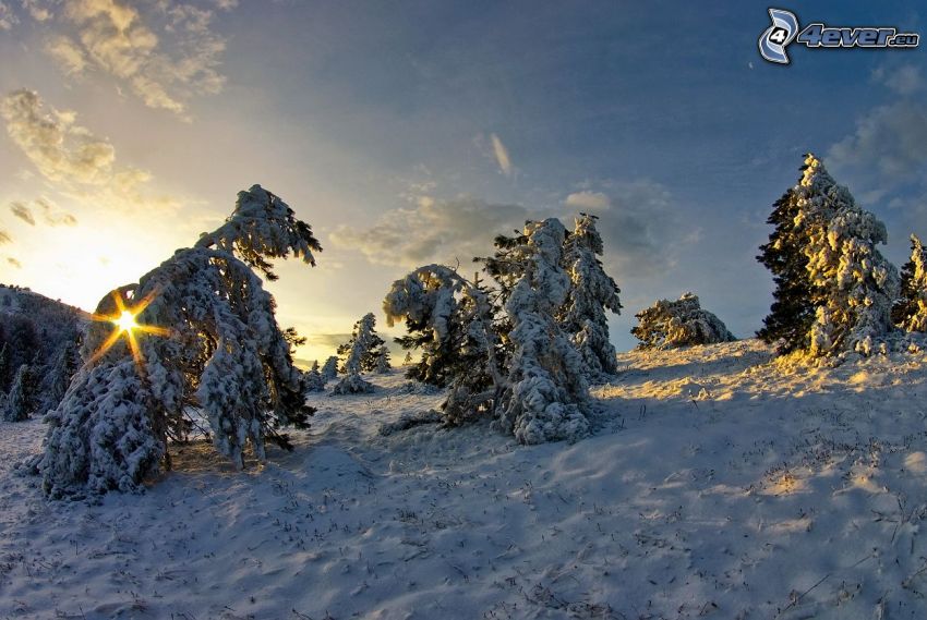 sunrise, snowy trees