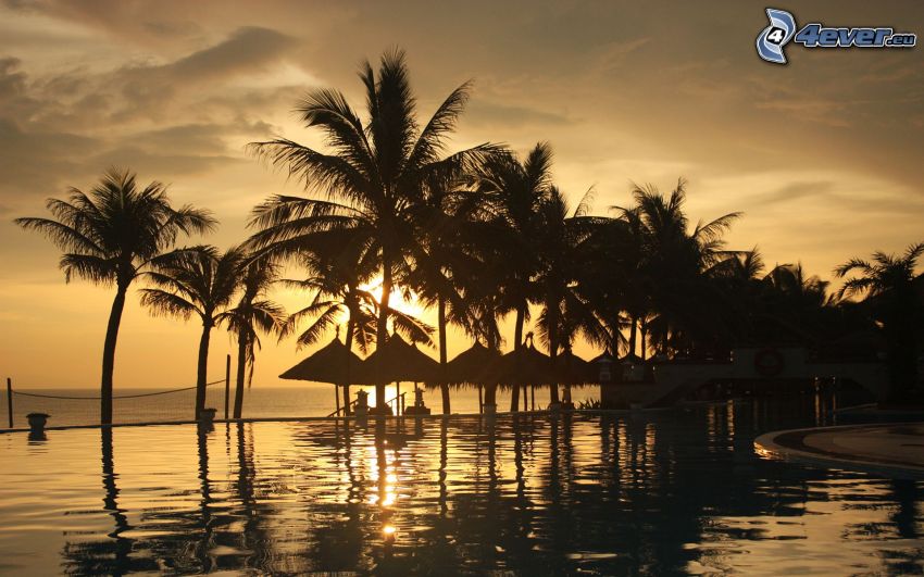 sunset at sea, palm trees, beach, pool