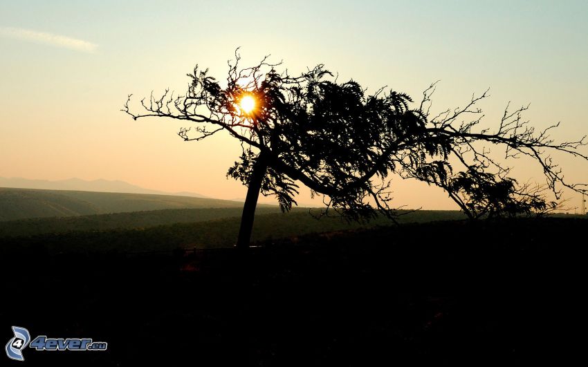sunset behind a tree, fields, silhouette of tree, dry tree