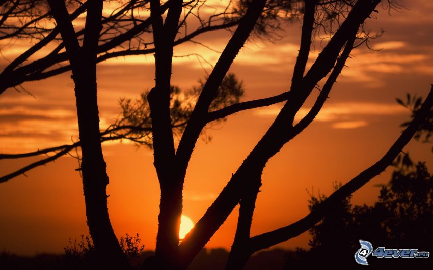 sunset behind a tree, silhouette of tree, orange sky