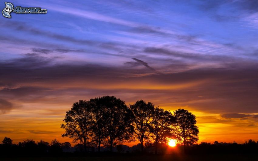 sunset behind a tree, silhouettes of the trees, evening sky