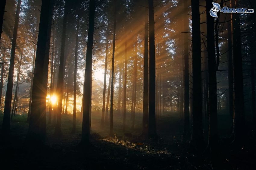 sunset in forest, sunbeams