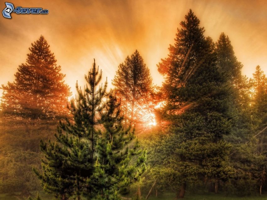 sunset in forest, sunbeams in forest, coniferous trees