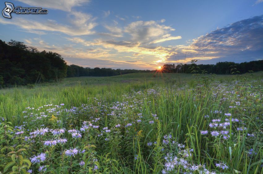 sunset in the meadow, field flowers, forest