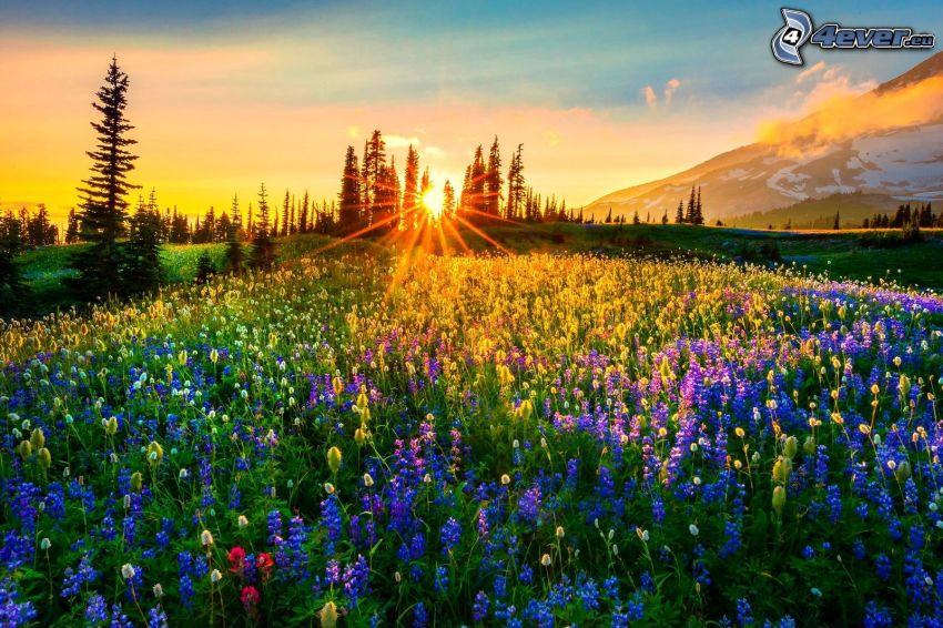 sunset in the meadow, silhouettes of the trees, lupins