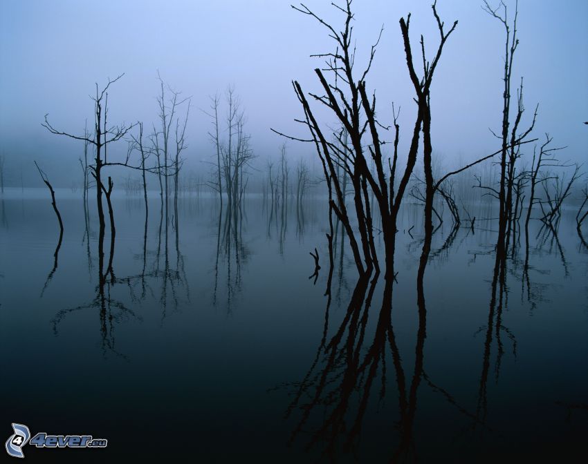 swamp, dry trees, fog