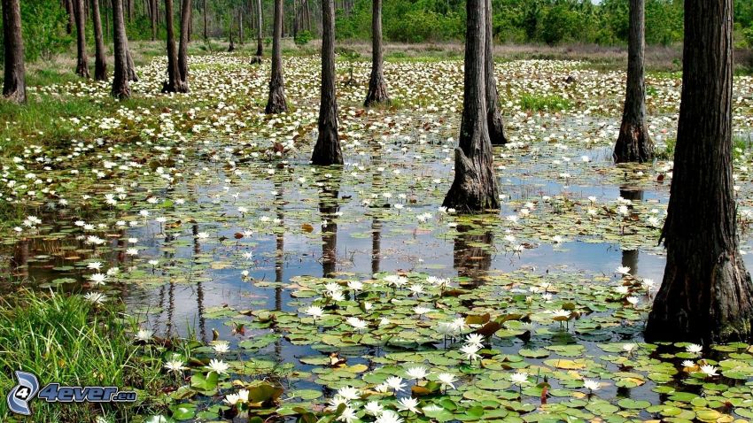 swamp, trees, water lilies