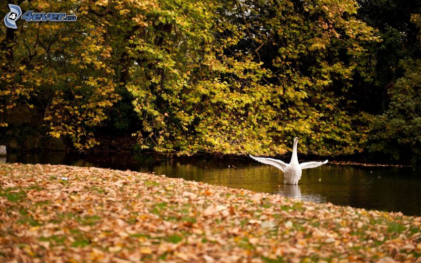 swan, River, trees, autumn leaves