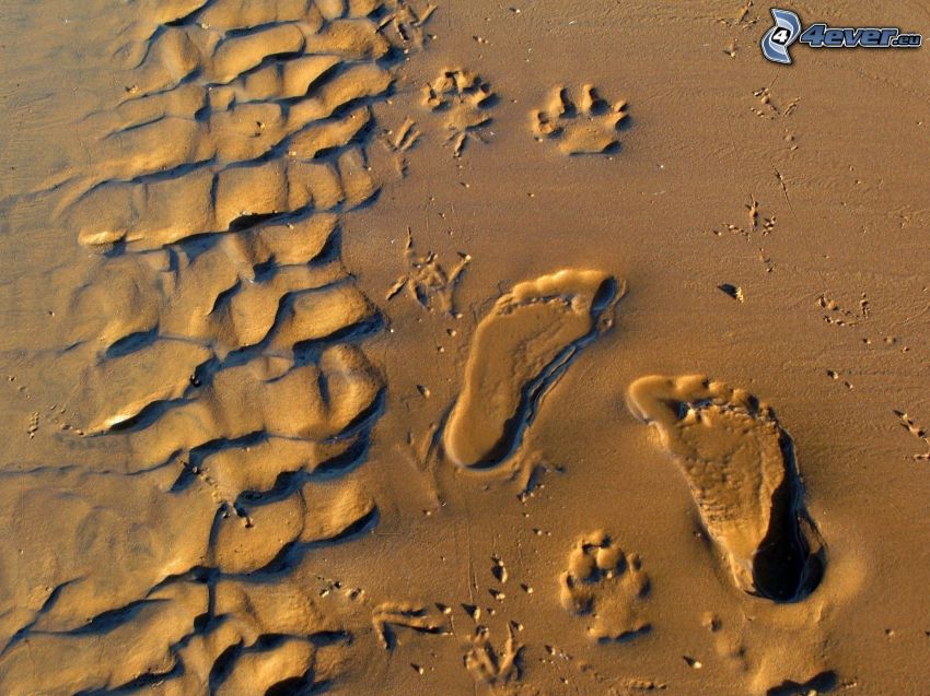 tracks, sand