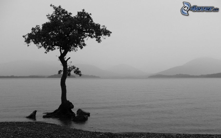tree, lake, mountain