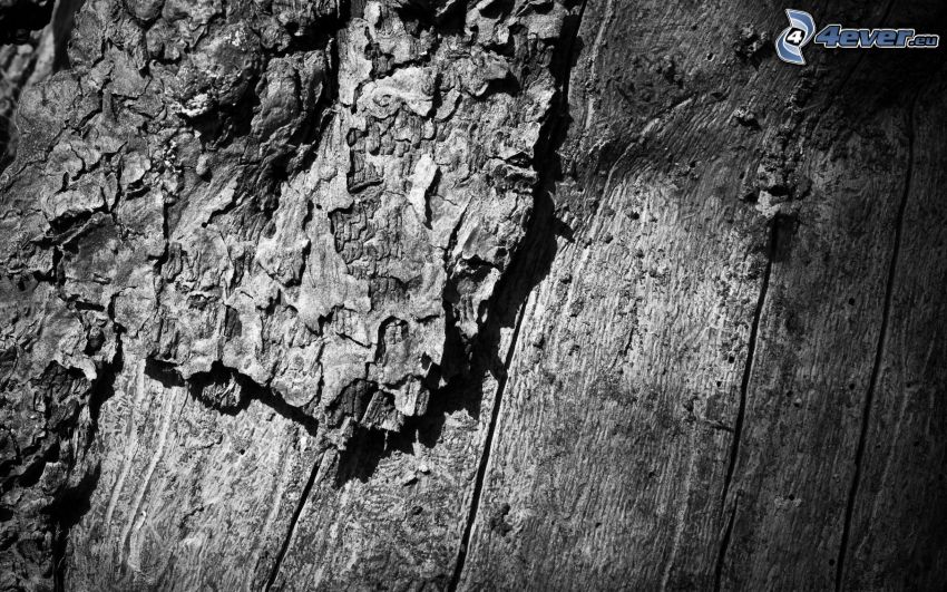 tree bark, black and white