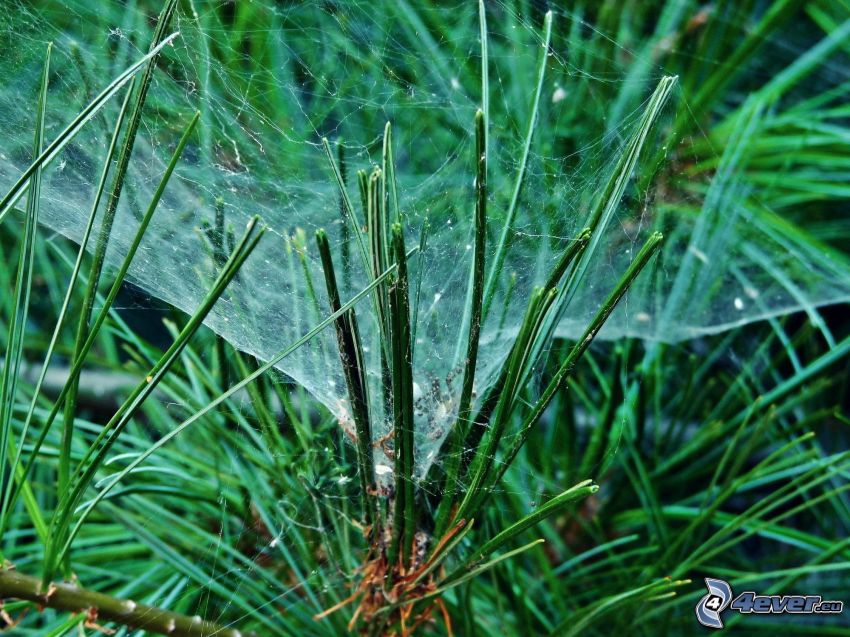 tree needles, spider web